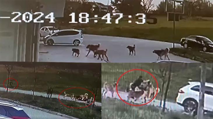 30 dikiş atıldı, çenesi kırıldı! Dehşete düşüren olayda köpekler sahipli çıktı