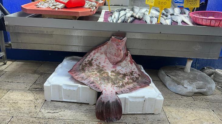 Dev kalkan balığı 11 bin 500 lira
