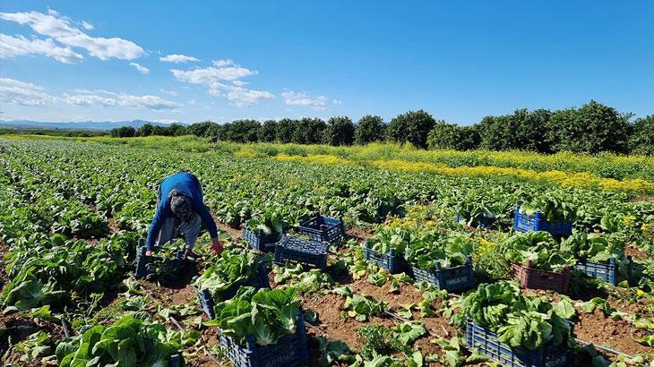 Tarımda üretici enflasyonu artış gösterdi