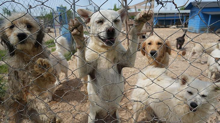Hevesle alınıp terk edildiler! Cins köpekler sahiplenmeyi bekliyor