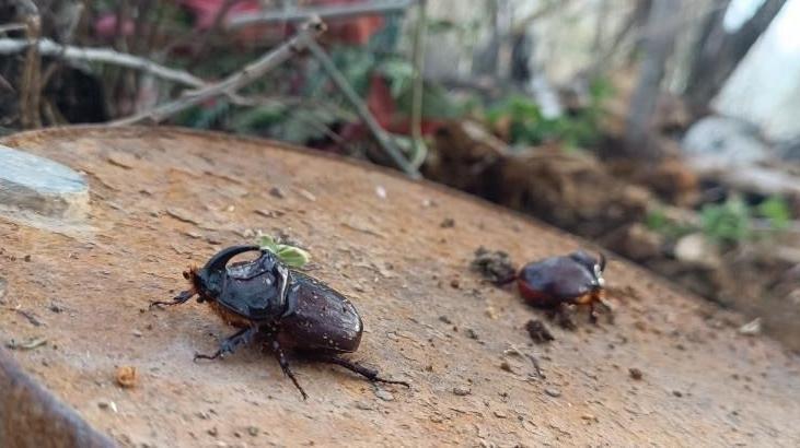 Şans eseri fark etti! Dünyanın en güçlü böceği Yüksekova’da görüldü