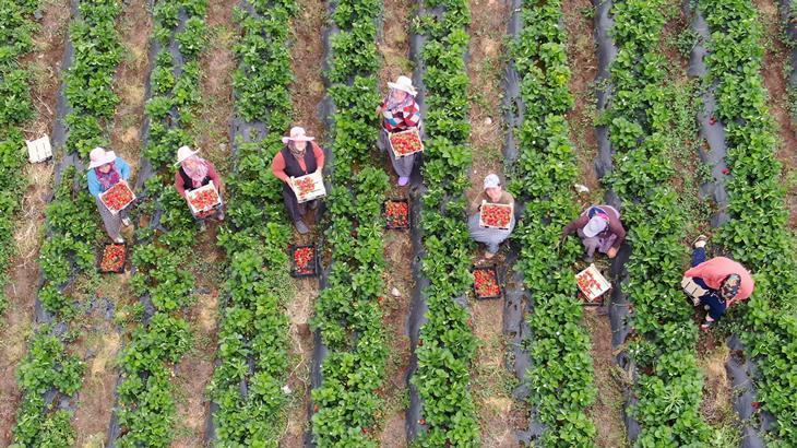 Yüz güldüren çilek hasadı: Tarladan 70 TL’den alıcı buluyor