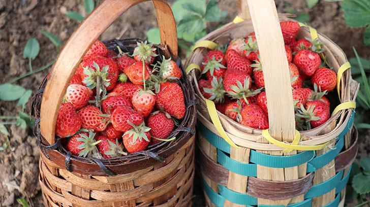 Çilek 150 liradan satışa sunuldu