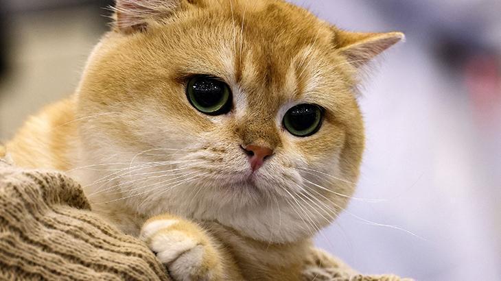 Güney Kore’de 76 kediyi katleden genç 14 ay hapis cezasına çarptırıldı