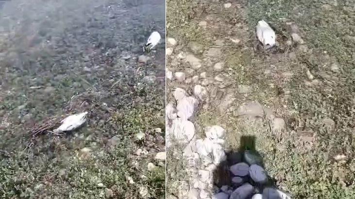 Paniğe neden olan martı ölümlerinin nedeni belli oldu: NDV