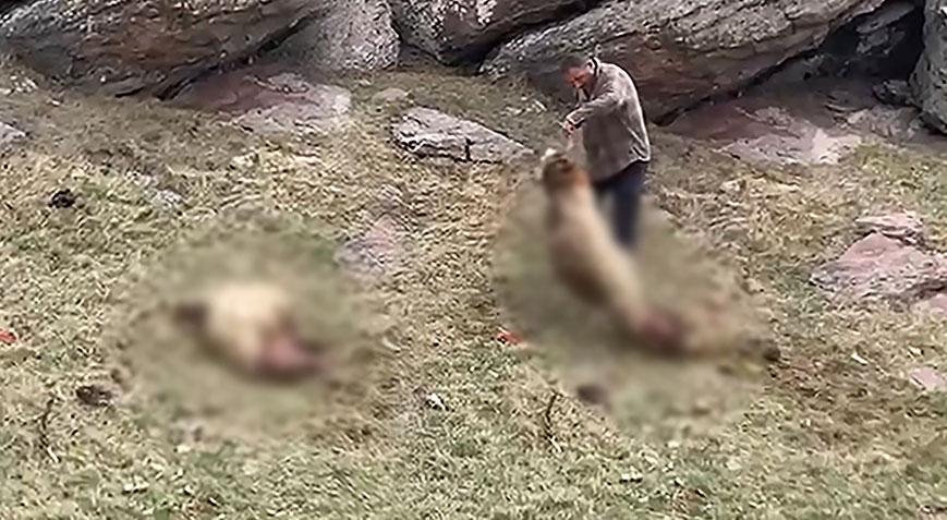 Yer: Kars! Kurtlar sürüye saldırıp 70 koyunu öldürdü