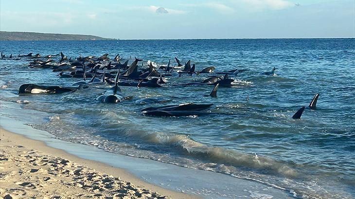 Avusturalya’da acı manzara: 160 pilot balina kıyıya vurdu, 28’i öldü