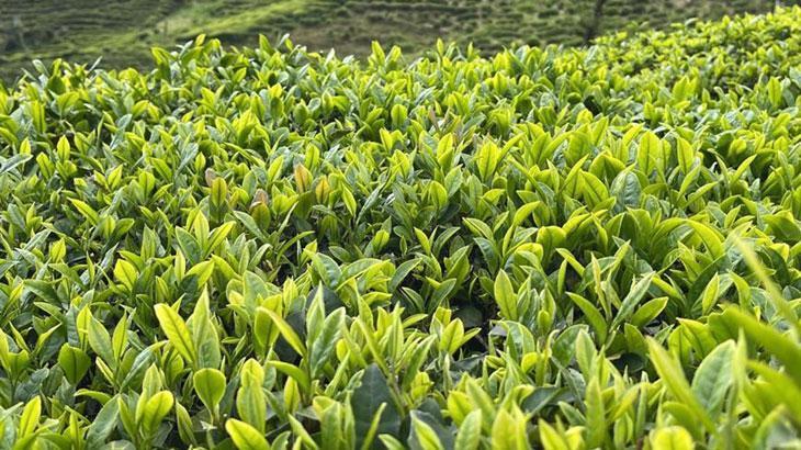 Çay üreticilerine budama çağrısı