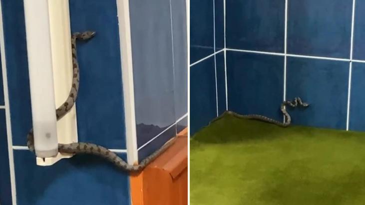 Antalya’da korku dolu anlar! Camiyi yılanlar bastı