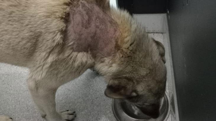 İsyan ettiren olay! Köpeğe kaynar su döküldü