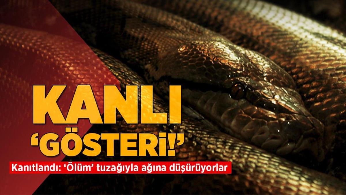 Kanlı gösteri! Bilim insanları kanıtladı: