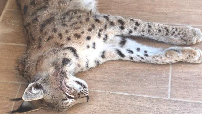 Yolda ölü vaşak bulundu