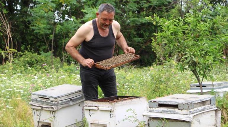 Çılgın arıcı arılara meydan okudu! Arılarım beni tanıyor dedi ve...