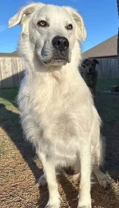 'Köpeğim siyahtan beyaza döndü!' Görenleri şaşkına çevirdi: Sebebi bilinmeyen hastalık insanları da etkiliyor