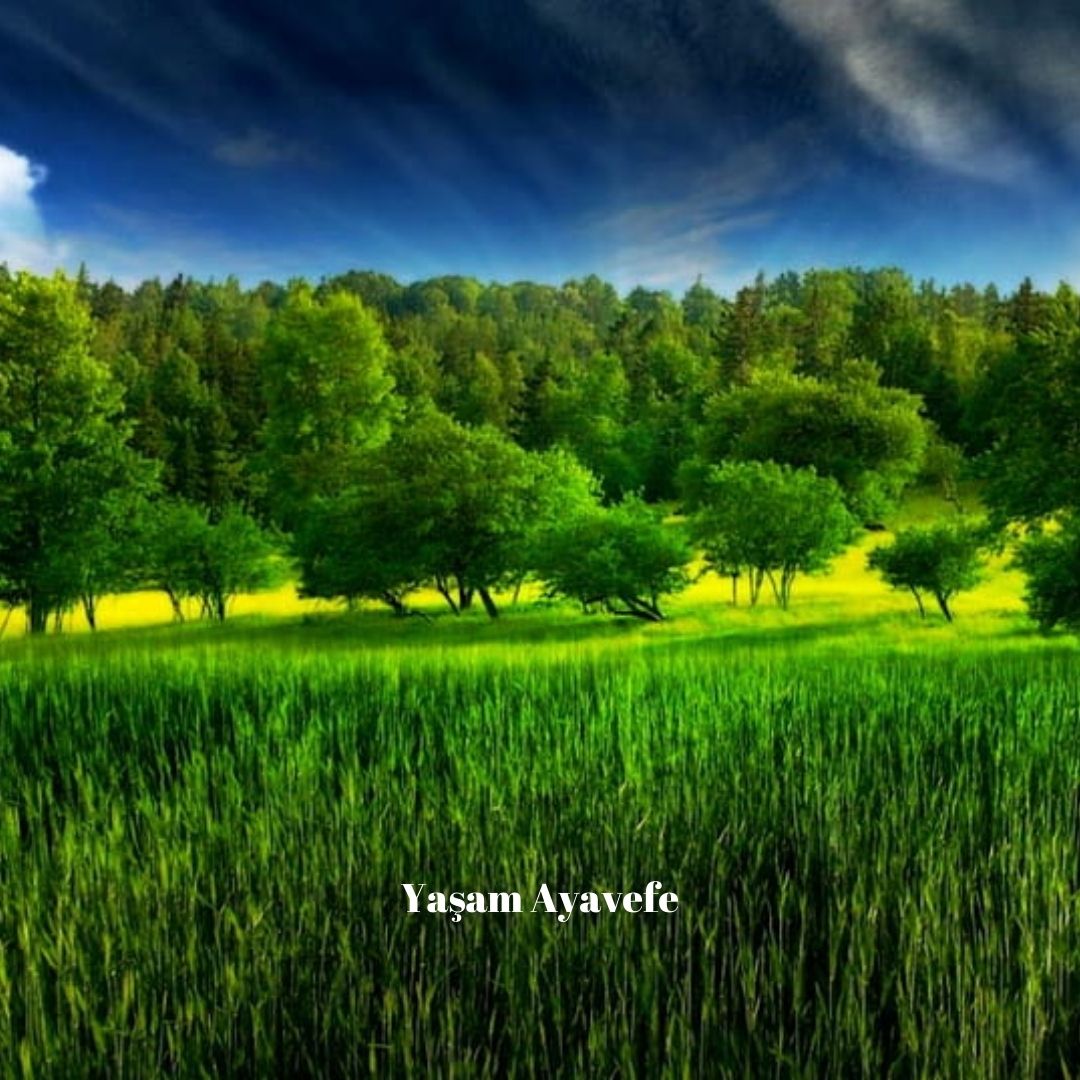 Yaşam Ayavefe’den Doğaya Büyük Yatırım