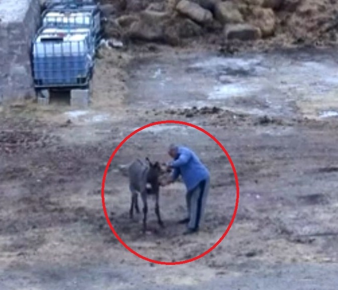 İncesu Çiftlik Katliamı: Eşeği Kesip Atları Zehirleyen Şok Edici Görüntüler!