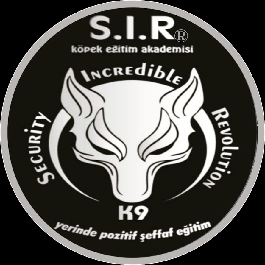 Uzman Eğitmenlerle Köpek Eğitimi