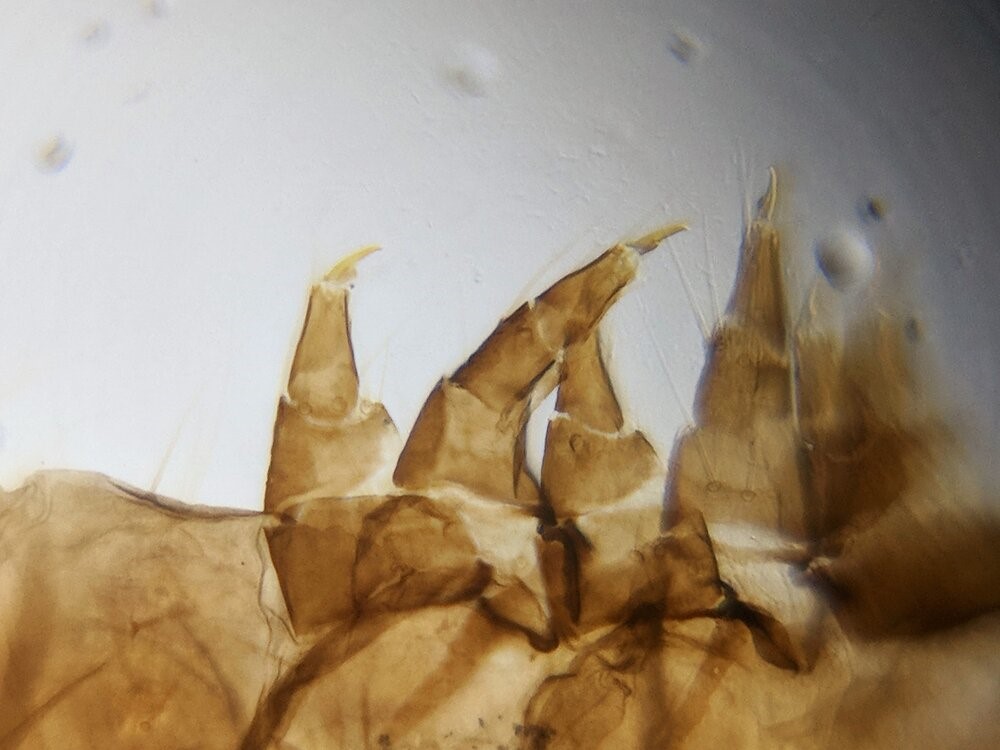 Türkiye’de FOLDSCOPE ile Eğitimde Bilimsel İlginin Artışı ve Cep Mikroskobu Kullanımı