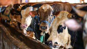 Ağrı’da Usulsüz Hayvan Sevk Belgesi Operasyonu: 9 Şüpheli Gözaltında