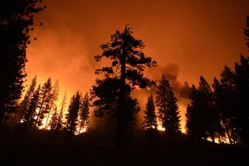 Avrupa kavruluyor: Dünyanın ormanları yangın tehdidi altında