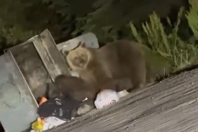 Bursa’da aç kalan ayılar çöplere dadandı