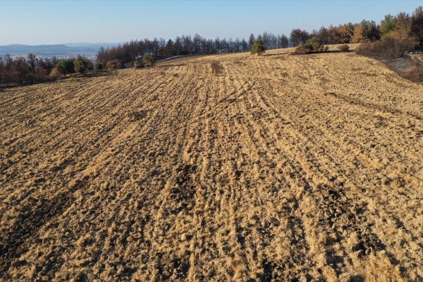 Çanakkale’de ziraat fakültesi tarlasını yangından anız yöntemi kurtardı