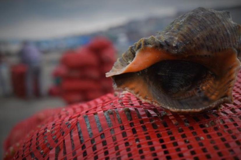 Deniz salyangozu ihracatı 6 ayda 4,5 milyon dolar kazandırdı