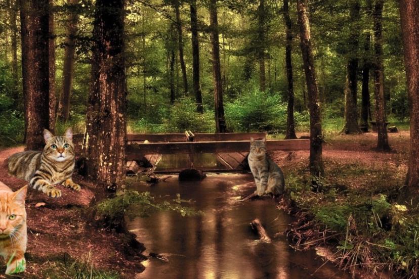 Dikkat testi: Resimdeki 4. kediyi bulan, zekasını kanıtlıyor