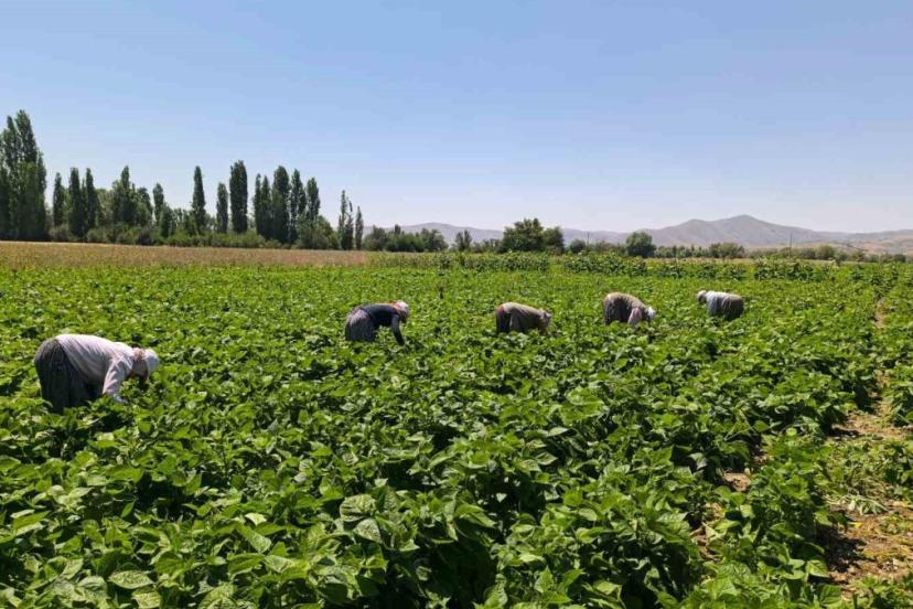 Hasadı başladı, tam yemeklik! Kilosu 15-20 TL…