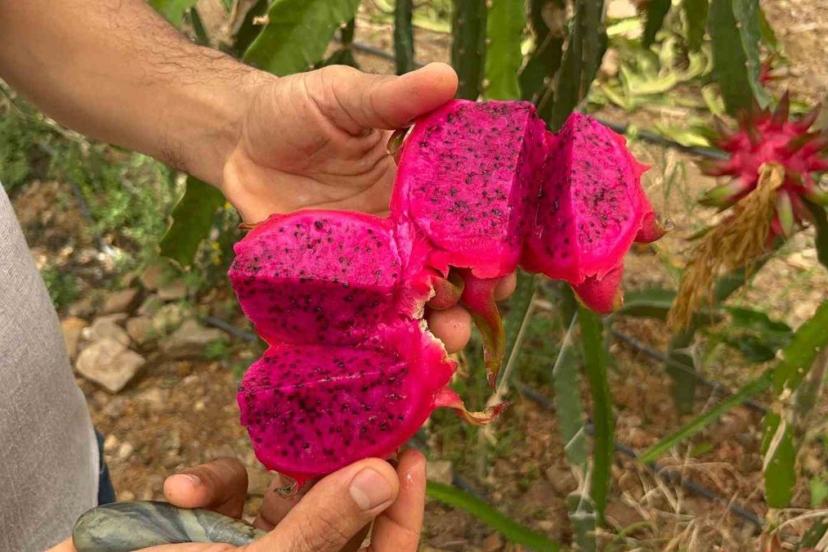 Hem adıyla hem faydasıyla şaşırtıyor: Hasat başladı! Kilosu 200 TL…