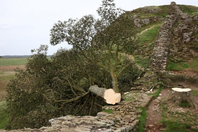 İngiltere’nin simge ağacı: Sycamore Gap’ı kesenlere hapis cezası