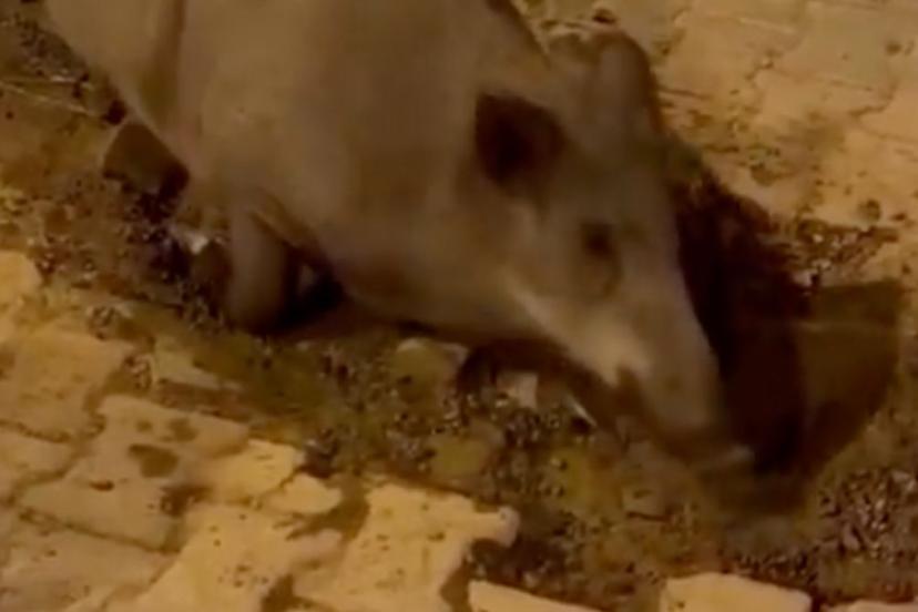 İzmir’de bozuk yollar domuzların meskeni oldu