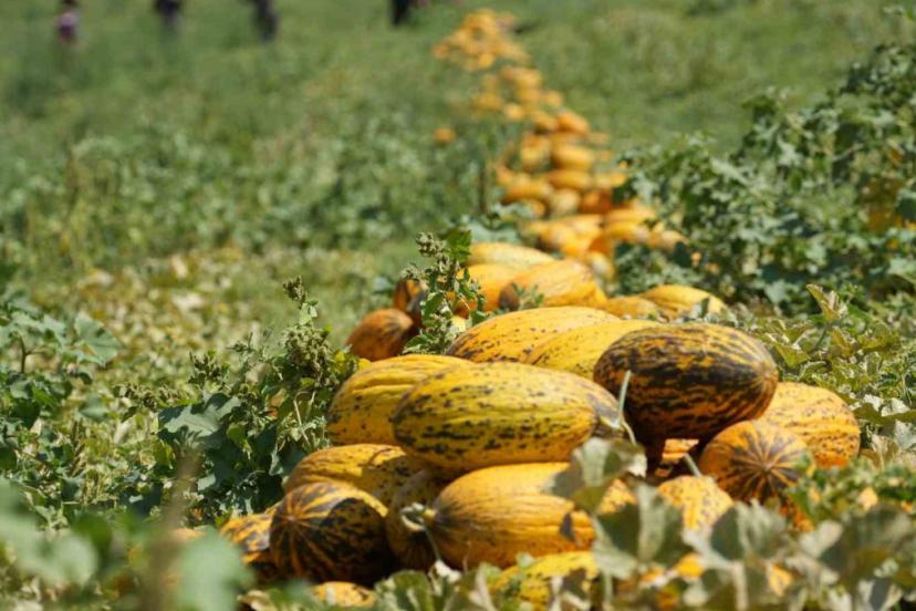 Kırıkkale’de zorlu hasat başladı! Taleplere yetişilmiyor, pazarda kapış kapış gidiyor