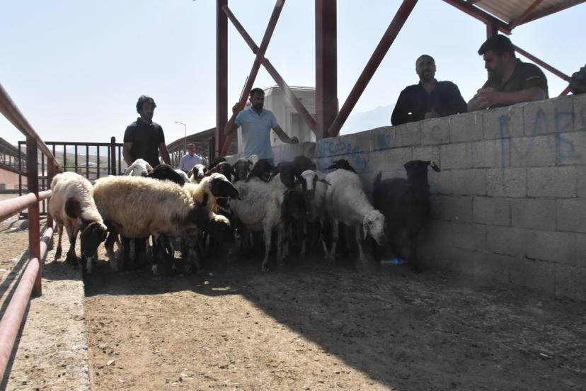Van’da karantina tedbirlerinin kaldırılmasıyla hayvan pazarı yeniden açıldı