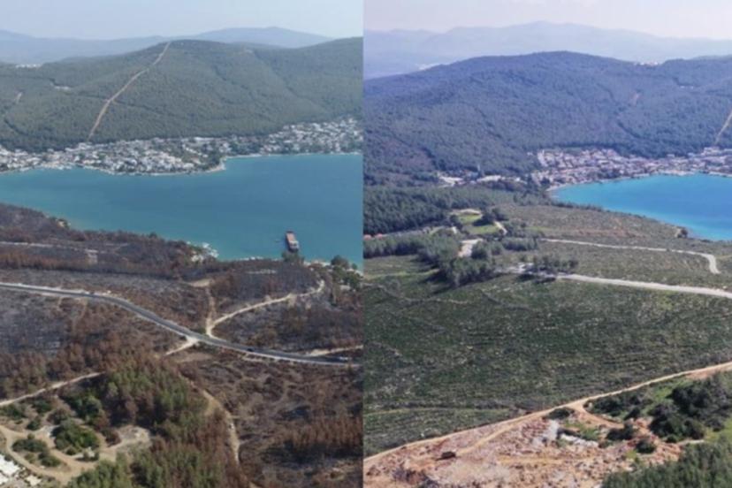 Yanan orman alanları, iklime, toprağa ve rakıma uygun ağaçlandırılıyor