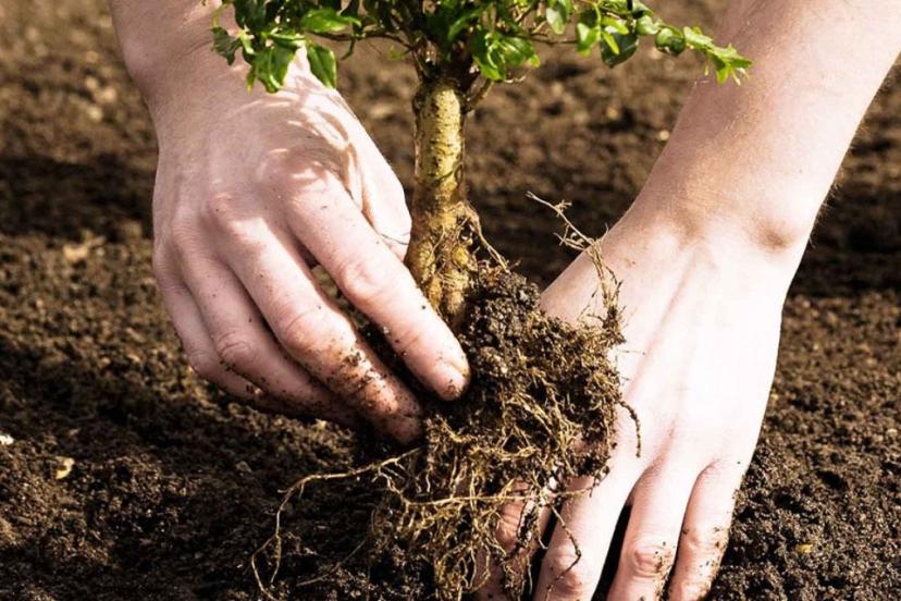Yangından sonra o bölgelere meyve ağacı dikilmiyor: İşte sebebi