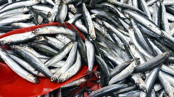 Türkiye’den 8 Ayda 2 Bin Ton Hamsi İhracatı